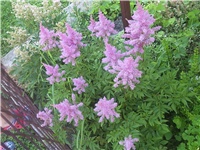 91ae51c2-Picture 002.jpg
